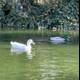 Swimming Ducks in Stow Lake