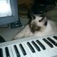 Keyboard Cat Nap