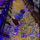 Confetti Wonderland