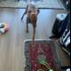 Puppy Playtime on Hardwood Floors