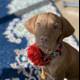 Fashionable Canine