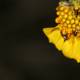 Ladybug Amongst the Pollen on a Yellow Flower