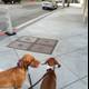Two Dogs Take a Stroll on the Sidewalk
