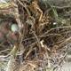 New Beginnings in Nature