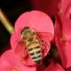 Bee on a Geranium