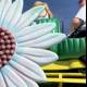 Summer Thrills in Full Bloom