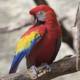 Colorful Macaw Perching on a Branch