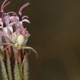Garden Spider Finds Home on Flower