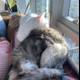 A Cozy Cat Nap
