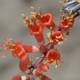Red Snapdragon Blossom