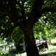 Mighty Oak of the Regenerative Garden