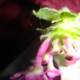 Fascinating Geranium Flower