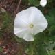 White Geranium Flower in Altadena Garden
