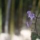 Purple Orchid bloom amidst a backdrop of bamboo