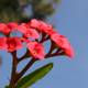 Vibrant Red Geranium Blossom against Blue Sky