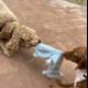 Playtime with a Stuffed Animal