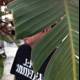 Man in T-Shirt Poses with Banana Tree