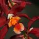 Vibrant Red Orchid with Orange and Yellow Flowers