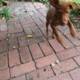 A Canine's Stroll on the Brick Path