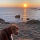 Beach Pup at Sunset