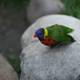 A Parakeet Perched on a Vibrant Rock