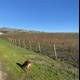Canine in the Vineyard