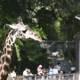 Two Giraffes in a Zoo