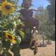 A Woman and Her Dog Bask in the Glory of a Giant Sunflower