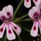 Pink Geraniums with Red Spots