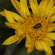 Tiny Insect Collecting Pollen on a Yellow Daisy
