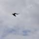 Red-beaked Bird in Flight