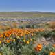 Poppies in the Mojave
