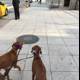 Sidewalk Stroll with Canine Companions
