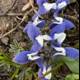 Blue Iris Flower