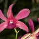 Pink Orchid Blooms in Fiji