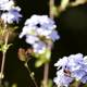 Enigmatic Blue - A Floral Symphony