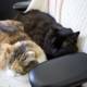 A Feline Duo Resting Comfortably