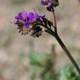 Purple Geranium Blossoms Among Other Wildflowers