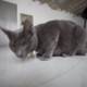 The Gray Abyssinian Cat Rests on Hardwood Floors