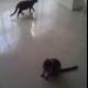 Two Feline Friends Strutting on Hardwood Floor