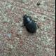 Beetle Amidst the Pebbles