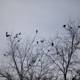 A Silhouette of 24 Birds on Bare Branches