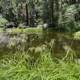 Serene Pond in the Yosemite Woods