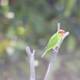 Parakeet Perched on Plant Branch
