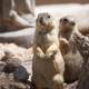 Prairie Dogs at Play