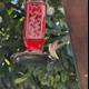 Dance of the Hummingbird