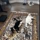 Cozy Cats on Wooden Rug