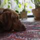 Hound Relaxing by the Window