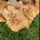 Fun in the Grass