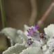 Purple Geranium Blossom in Winter Frost